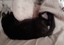 Cats life